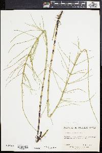 Equisetum fluviatile image