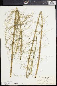 Equisetum fluviatile image