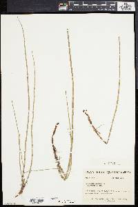 Equisetum fluviatile image