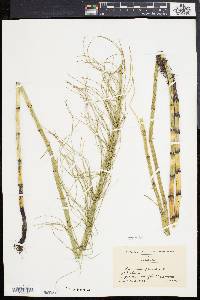 Equisetum fluviatile image