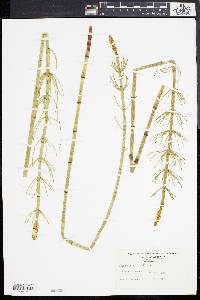 Equisetum fluviatile image