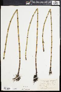 Equisetum fluviatile image