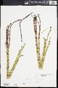 Equisetum fluviatile image