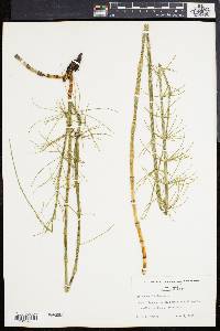 Equisetum fluviatile image