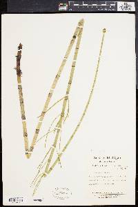 Equisetum fluviatile image