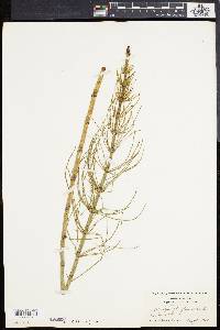 Equisetum fluviatile image