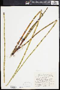 Equisetum fluviatile image