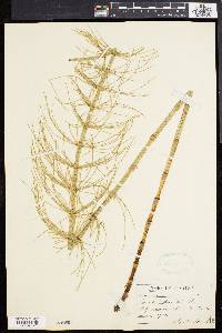 Equisetum fluviatile image