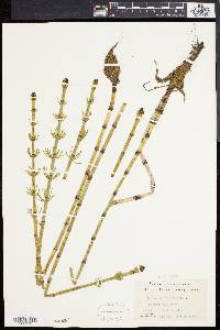 Equisetum fluviatile image