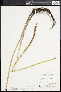 Equisetum fluviatile image