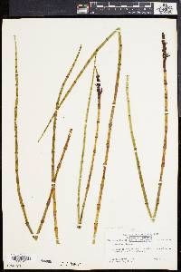 Equisetum fluviatile image