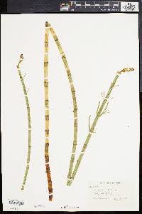 Equisetum fluviatile image