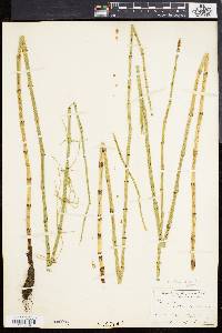 Equisetum fluviatile image