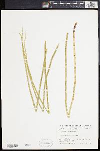 Equisetum fluviatile image