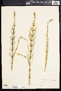 Equisetum fluviatile image