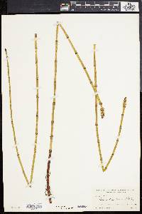 Equisetum fluviatile image