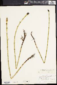 Equisetum fluviatile image