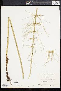 Equisetum fluviatile image