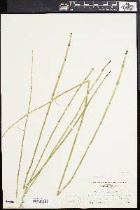 Equisetum fluviatile image