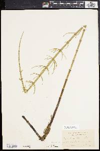 Equisetum fluviatile image