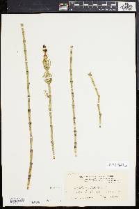 Equisetum fluviatile image