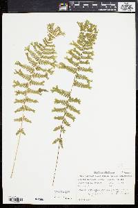 Athyrium filix-femina var. asplenioides image