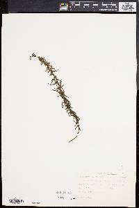 Athyrium filix-femina var. asplenioides image