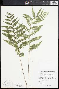 Athyrium filix-femina var. asplenioides image