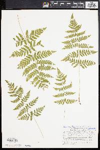 Athyrium filix-femina var. asplenioides image