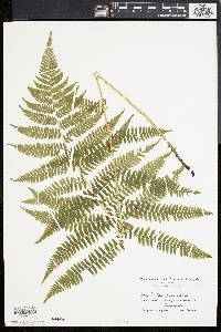 Athyrium filix-femina var. asplenioides image