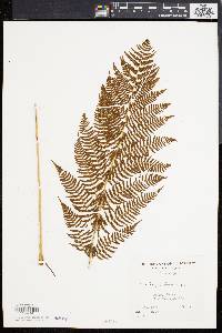 Athyrium filix-femina var. asplenioides image