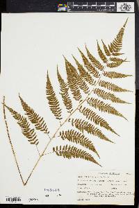 Athyrium goeringianum image