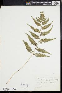 Athyrium goeringianum image