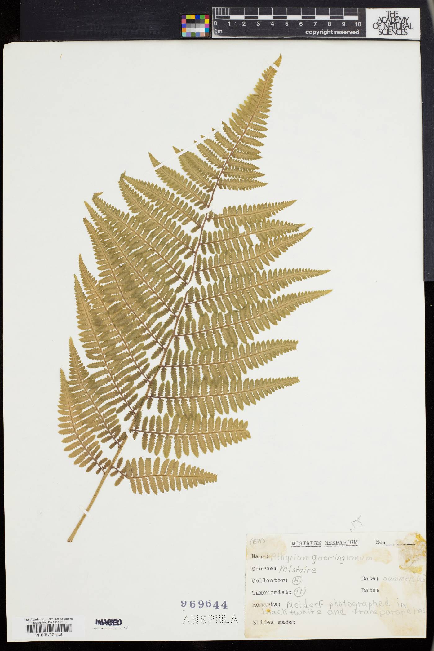 Athyrium goeringianum image