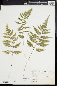 Athyrium goeringianum image