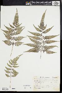 Athyrium goeringianum image