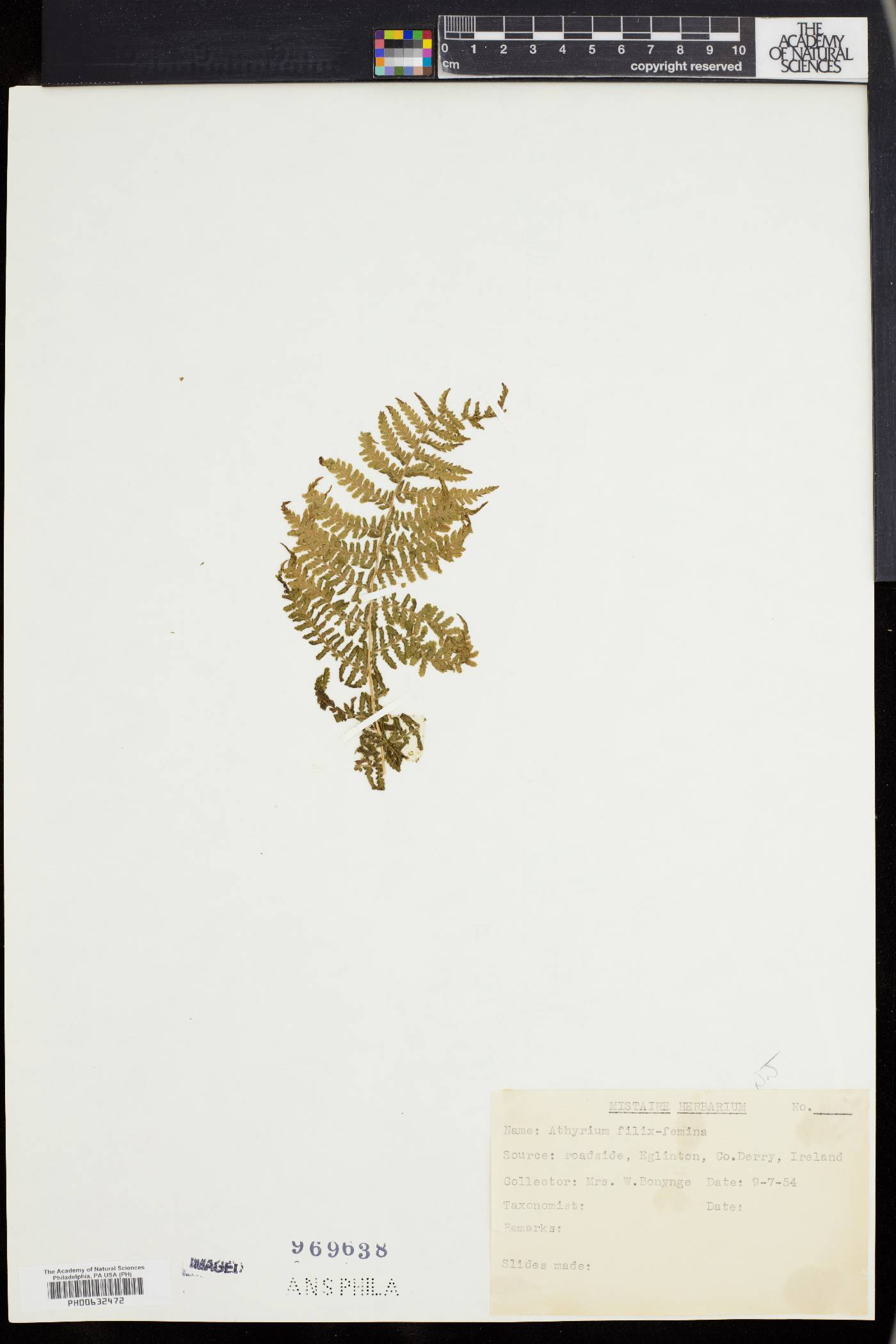 Athyrium goeringianum image