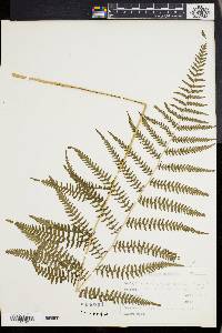 Athyrium goeringianum image