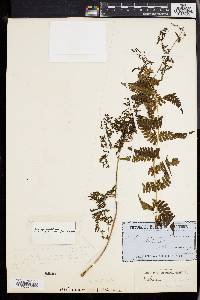 Image of Athyrium umbrosum