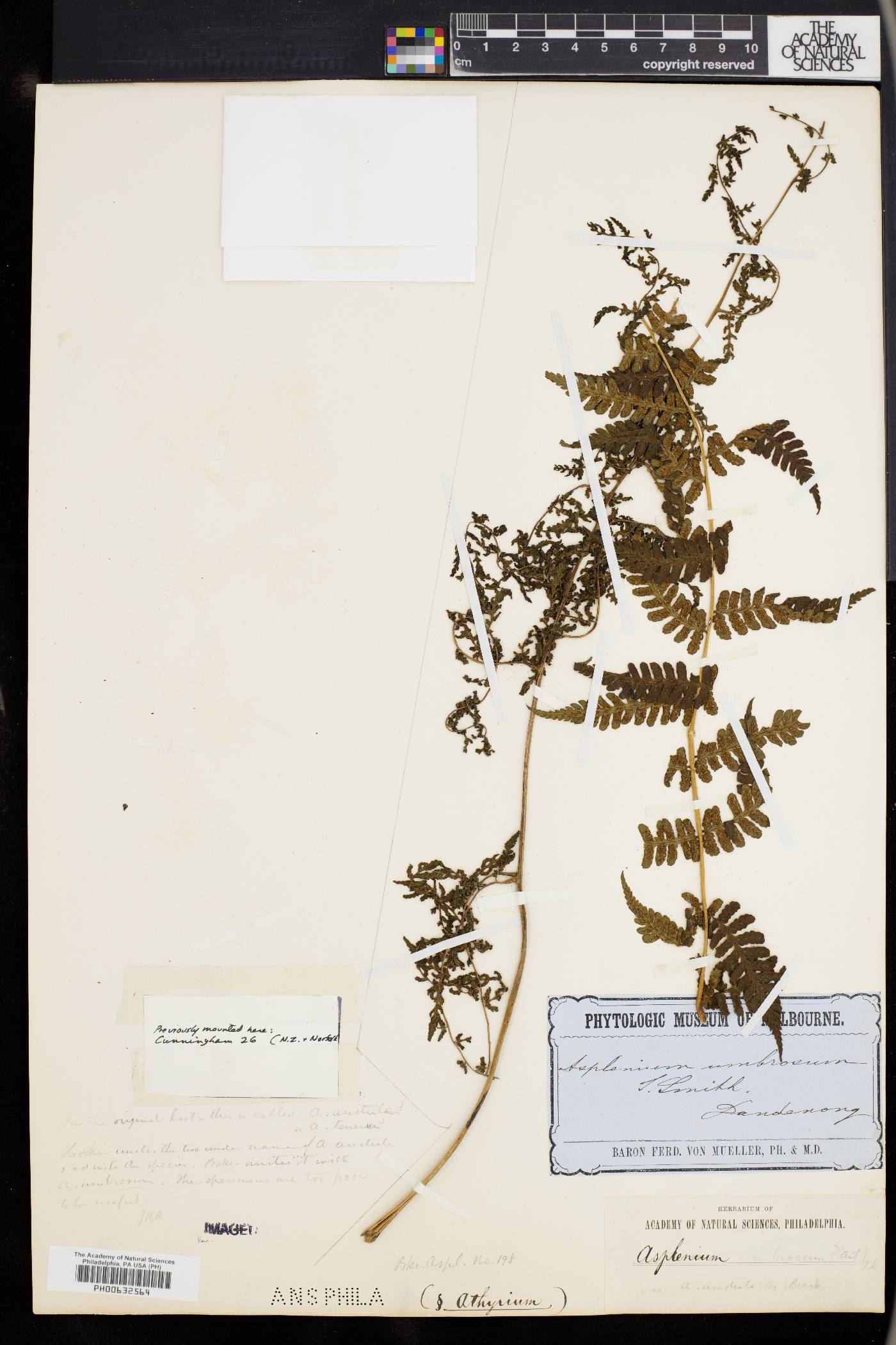 Athyrium umbrosum image