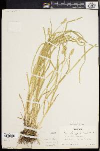 Carex laevivaginata image