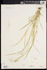 Carex laevivaginata image