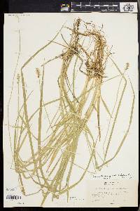 Carex laevivaginata image