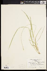 Carex laevivaginata image