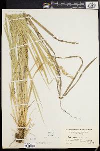 Carex laevivaginata image