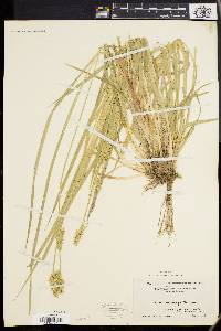 Carex laevivaginata image