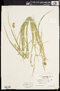 Carex laevivaginata image