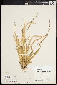 Carex laxiculmis image