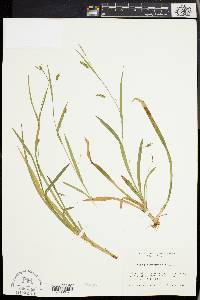 Carex laxiculmis image