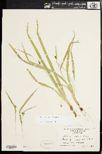 Carex laxiculmis image